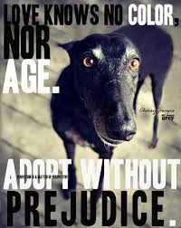 Adopt Don T Buy The Animals You Adopt Are Just As Nice Or A Nicer Friend Or Pet To You Adopt Homeless Pets Animal Advocacy Cute Animals