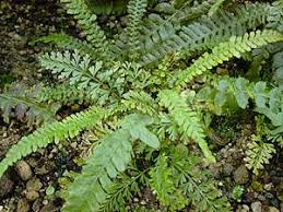 Image result for Asplenium hemitomum