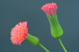 Image result for Emilia violacea