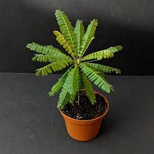 Image result for Biophytum