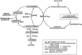 Image result for Homocysteine