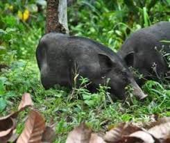 Read hotel reviews and choose the best hotel deal for your stay. Perhilitan Rampas Bahagian Babi Hutan Kepala Kambing Gurun