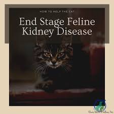 Some of these changes can be becoming more loving. Stage 3 Kidney Disease Cats Life Expectancy How To Support The Cat