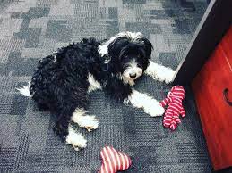 Bordoodle Border Collie Poodle Mix Info Pictures Facts Traits Doggie Designer Border Collie Poodle Mix Collie Poodle Mix Bordoodle