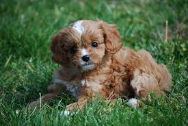 Dad is my pra clear red toy poodle,mum is my ruby red dna tested cavalier king charles. Bird Dogs For Sale Maltese Puppies Dogs For Sale In Phoenix Arizona Az