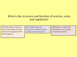 Check spelling or type a new query. What Is The Structure And Function Of Arteries Veins And Capillaries Ppt Download