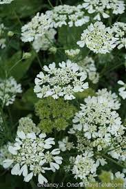 Minoan Lace White Lace Flower Orlaya Grandiflora Annual Sun To Part Shade White Lacy Flowers Are Long Lasting 18 24 T Flowers Lace Flowers White Flowers