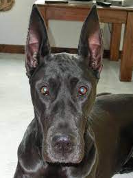 Adopt Tess On Petfinder Great Dane Dogs Great Dane Rescue Great Dane