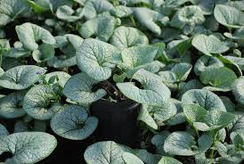 Image result for Sebaea brachyphylla