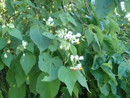 Image result for Sparrmannia africana