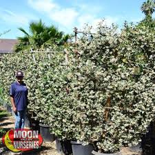 I am looking for an evergreen flowering vine for a trellis. Vines Plants Moon Valley Nurseries