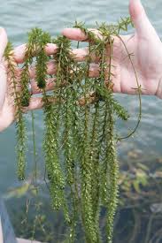 Image result for Hydrilla verticillata