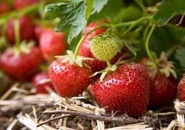 Erdbeere Honeoye Fragaria Hybride Honeoye Gunstig Online Kaufen Frucht Obst Lecker Pflanze Natur F Erdbeeren Pflanzen Erdbeeren Ziehen Erdbeerpflanzen