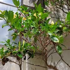 Image result for Rothmannia capensis