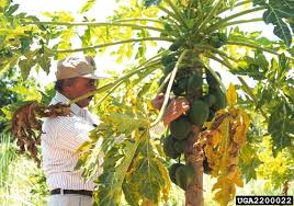 Grow this plant in a location where it will be sheltered from strong winds, as it is very susceptible to damaged leaves. Papaya Pawpaw Diseases And Pests Description Uses Propagation