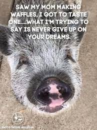 Don T Give Up On Your Dreams Pig Memes You Gave Up Dreaming Of You