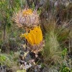 Image result for Berkheya spekeana