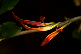 Image result for Anisotes