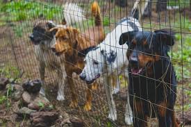 Your puppy will stay with us for an agreed upon amount of time until new, appropriate habits are established. Dog Boot Camps Are They Helpful Or Harmful