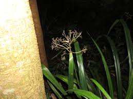 Image result for Hypolytrum