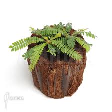 Image result for Biophytum