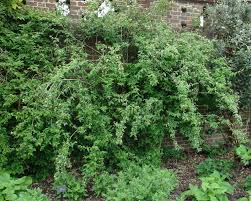 Image result for Geigeria engleriana