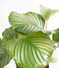 Image result for calathea
