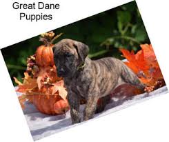 We have thirteen pups, seven females and six males. Great Dane Dogs For Sale In Columbia City Agriseek Com