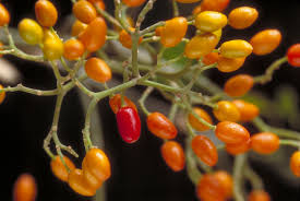 Pulau yang memiliki luas sekitar 867,58 km² ini dihuni Micromelum Minutum Lime Berry Territory Native Plants