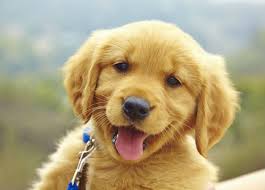 The table below allows you to quickly and easily find information on current and upcoming litters from our four colors of golden retriever puppies for sale. Where To Adopt Dogs In The Uae Emirates Woman