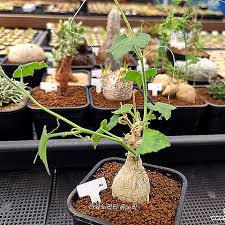 Image result for Kedrostis leloja