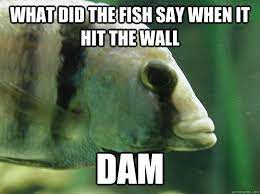 What Did The Fish Say When It Hit The Wall Dam Premed Fish Quickmeme