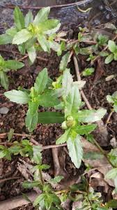 Image result for Enydra fluctuans