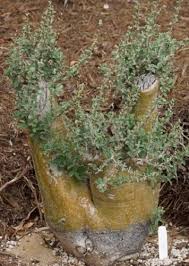 Image result for Sesamothamnus lugardii