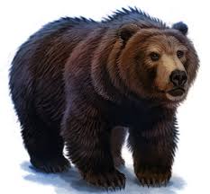 Bear Harry Potter Wiki Fandom Bears are classified as caniforms, or doglike carnivorans. bear harry potter wiki fandom