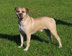 These will be big pups, mom weighs 110 and dad is 130. American Bulldog Wikipedia