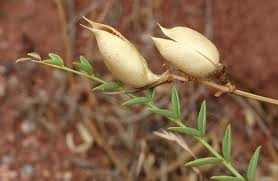 Image result for Astragalus atropilosulus