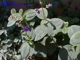 Maybe you would like to learn more about one of these? Plantfiles Pictures Pleroma Species Glory Bush Silver Leafed Princess Flower Pleroma Heteromalla By Yuji3