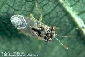 Image result for Canthium bugoyense