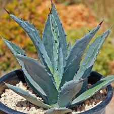 Image result for Agave americana