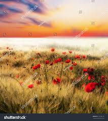 Welcome to the shutterstock contributor forum! Show Your Best Selling Photo Contributor Experience Shutterstock Forum