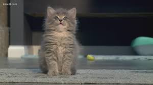 Luxury doll face persian kittens for sale. Bitty Kitty Brigade Helps Nourish Kittens When Others Can T Kare11 Com