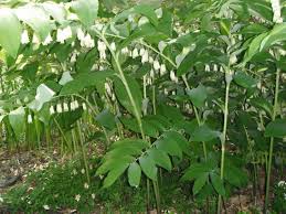 Image result for Smithia erubescens