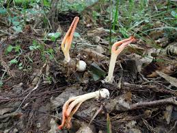 Image result for Pseudocolus schellenbergiae