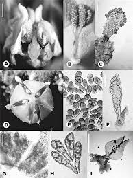 Image result for Apocynaceae subfamily Periplocoideae
