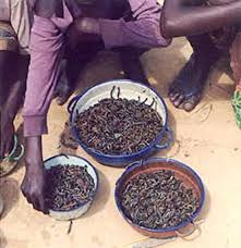 Image result for Millettia eetveldeana