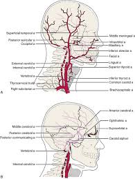 In fact, the test may do more harm than good. 8 Systemic Anatomy Of The Head And Neck Pocket Dentistry