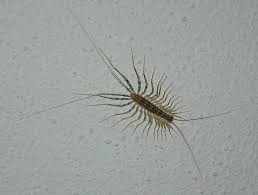 A basement dehumidifier can do a couple things. Basement Dweller Scutigera Coleoptrata Bugguide Net