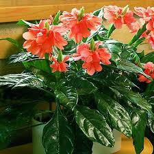 Image result for Crossandra infundibuliformis