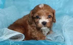 Dogs for sale near wilmington, north carolina dogs near wilmington, nc. Cavapoo Puppies Pets And Animals For Sale North Carolina